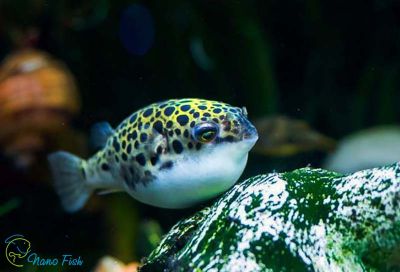 /images/product_images/info_images/fish/tetradon-zelenyj-leopardovyj---tetraodon-nigroviridis_6.JPG