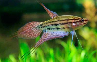 /images/product_images/info_images/fish/vorchaschij-gurami---trichopsis-vittata_1.jpg