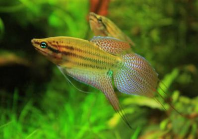 /images/product_images/info_images/fish/vorchaschij-gurami---trichopsis-vittata_2.jpg