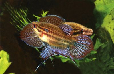 /images/product_images/info_images/fish/vorchaschij-gurami---trichopsis-vittata_3.jpg