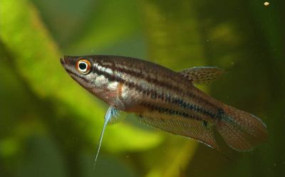 /images/product_images/info_images/fish/vorchaschij-gurami---trichopsis-vittata_4.jpg