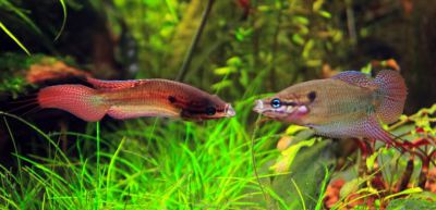 /images/product_images/info_images/fish/vorchaschij-gurami---trichopsis-vittata_5.jpg