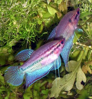 /images/product_images/info_images/fish/vorchaschij-gurami---trichopsis-vittata_6.jpg