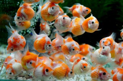 /images/product_images/info_images/fish/zhemchuzhinka---pearlscale-goldfish_1.png