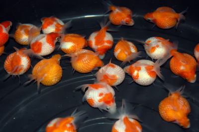 /images/product_images/info_images/fish/zhemchuzhinka---pearlscale-goldfish_2.jpg