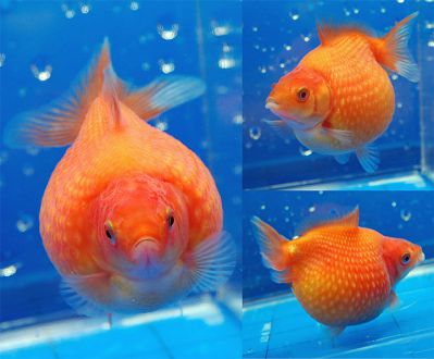 /images/product_images/info_images/fish/zhemchuzhinka---pearlscale-goldfish_3.jpg