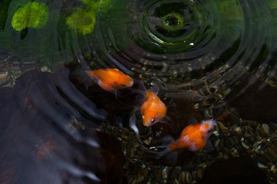 /images/product_images/info_images/fish/zhemchuzhinka---pearlscale-goldfish_4.jpg