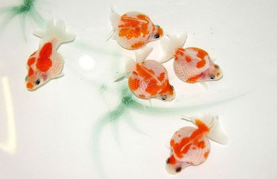 /images/product_images/info_images/fish/zhemchuzhinka---pearlscale-goldfish_5.jpg