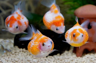 Жемчужинка маленькая - Pearlscale goldfish