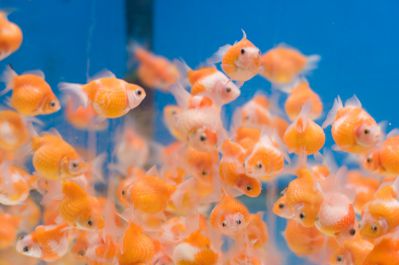 /images/product_images/info_images/fish/zhemchuzhinka-malenkaja---pearlscale-goldfish-_1.jpg