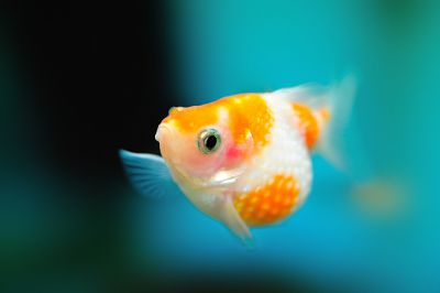 /images/product_images/info_images/fish/zhemchuzhinka-malenkaja---pearlscale-goldfish-_2.jpg