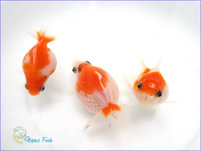 /images/product_images/info_images/fish/zhemchuzhinka-malenkaja---pearlscale-goldfish-_3.jpg
