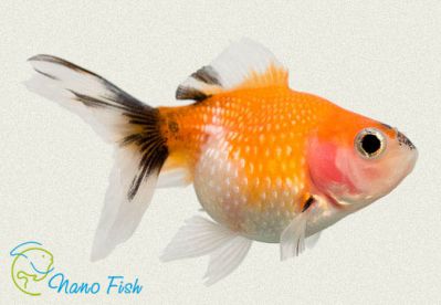/images/product_images/info_images/fish/zhemchuzhinka-malenkaja---pearlscale-goldfish-_4.jpg