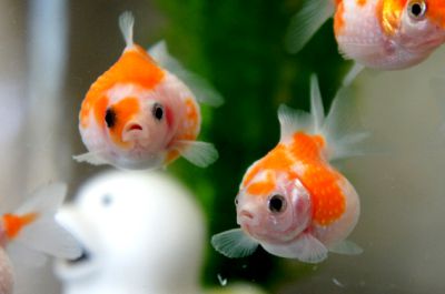 /images/product_images/info_images/fish/zhemchuzhinka-malenkaja---pearlscale-goldfish-_6.png