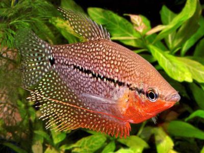 /images/product_images/info_images/fish/zhemchuzhnyj-gurami---trichopodus-leerii_1.jpg