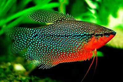 /images/product_images/info_images/fish/zhemchuzhnyj-gurami---trichopodus-leerii_2.jpg