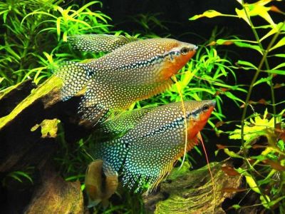 /images/product_images/info_images/fish/zhemchuzhnyj-gurami---trichopodus-leerii_3.jpg