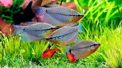 /images/product_images/info_images/fish/zhemchuzhnyj-gurami---trichopodus-leerii_5.jpg