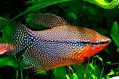 /images/product_images/info_images/fish/zhemchuzhnyj-gurami---trichopodus-leerii_6.jpg