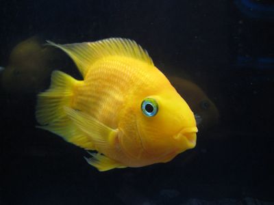 /images/product_images/info_images/fish/zhjoltyj-popugaj---yellow-parrot-cichlid_1.jpg