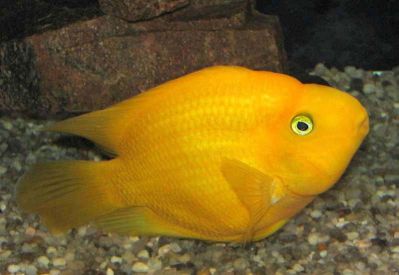 /images/product_images/info_images/fish/zhjoltyj-popugaj---yellow-parrot-cichlid_2.jpg