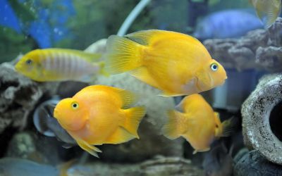 /images/product_images/info_images/fish/zhjoltyj-popugaj---yellow-parrot-cichlid_3.jpg