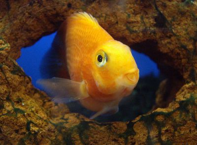 /images/product_images/info_images/fish/zhjoltyj-popugaj---yellow-parrot-cichlid_4.jpg