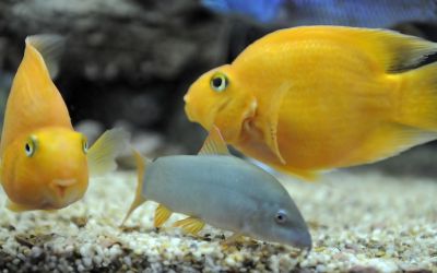 /images/product_images/info_images/fish/zhjoltyj-popugaj---yellow-parrot-cichlid_5.jpg