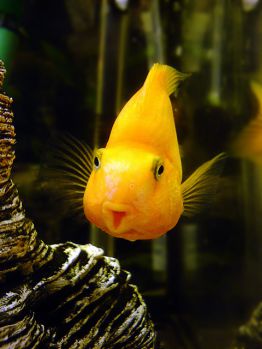/images/product_images/info_images/fish/zhjoltyj-popugaj---yellow-parrot-cichlid_6.jpg