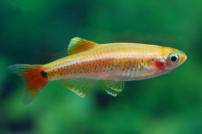 /images/product_images/info_images/fish/zolotoj-kardinal---golden-white-cloud-mountain-minnow_1.jpg