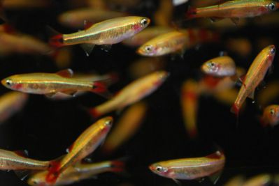 /images/product_images/info_images/fish/zolotoj-kardinal---golden-white-cloud-mountain-minnow_4.jpg
