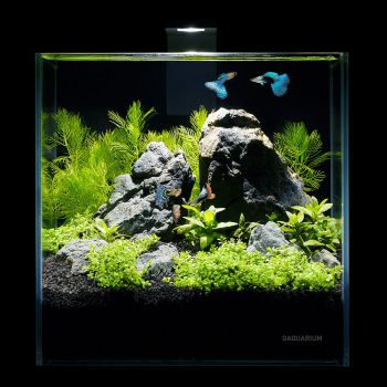 /images/product_images/info_images/food/akvariumnyj-komplekt-daquarium-pico-set---5-l_4.jpg