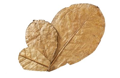 Большие листья Кетапанга - Catappa leaves