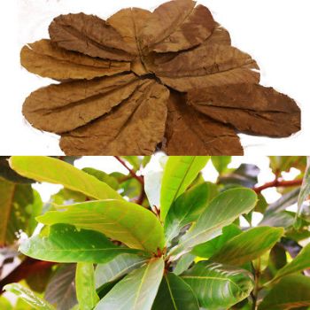 /images/product_images/info_images/food/bolshie-listja-ketapanga---catappa-leaves_2.jpg