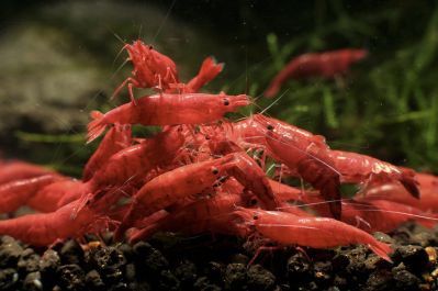 /images/product_images/info_images/food/glas-garten-shrimp-dinner-25-plastinok_5.png