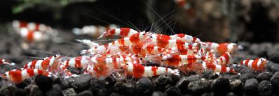 /images/product_images/info_images/food/glasgarten-shrimp-snacks-artemia_1.jpg