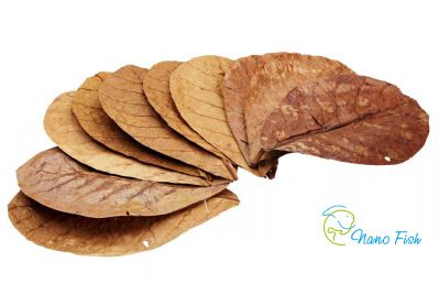 /images/product_images/info_images/food/listja-indijskogo-mindalja-ketapanga-catappa-leaves_2.jpg