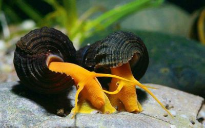 /images/product_images/info_images/food/ulitka-oranzhevaja-tilomelanija---tylomelania-orange-sullavesi-rabbit-snail_1.jpg