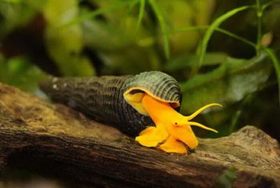 Улитка Оранжевая Тиломелания 1 см - Tylomelania Orange Sullavesi Rabbit Snail