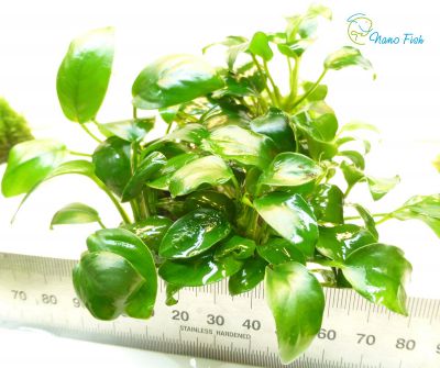 /images/product_images/info_images/plants/anubias-bonsaj---anubias-bonsai---kompozicija-1_2.jpg