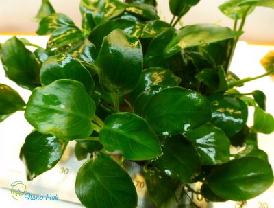 /images/product_images/info_images/plants/anubias-bonsaj---anubias-bonsai---kompozicija-1_3.jpg