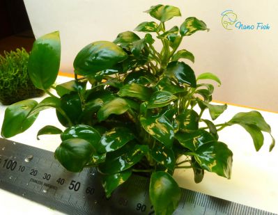 /images/product_images/info_images/plants/anubias-bonsaj---anubias-bonsai---kompozicija-1_5.jpg