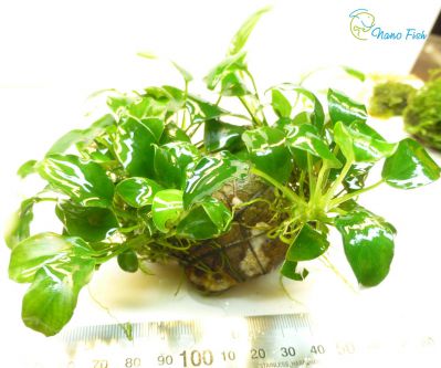 /images/product_images/info_images/plants/anubias-bonsaj---anubias-bonsai---kompozicija-1_6.jpg