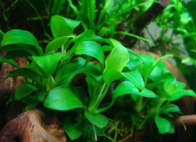 /images/product_images/info_images/plants/anubias-bonsaj-nano-1-p-005_2.jpg