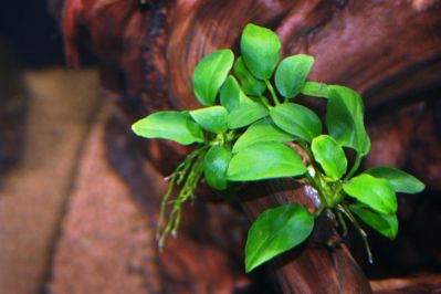 /images/product_images/info_images/plants/anubias-bonsaj-nano-1-p-005_5.jpg