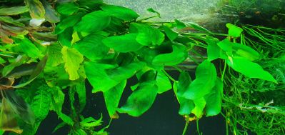 /images/product_images/info_images/plants/anubias-nana-na-prisoske---anubias-barteri-var-nana_2.jpg