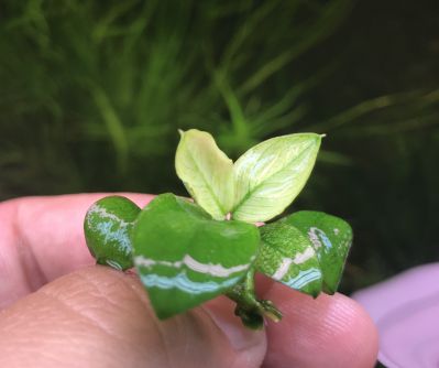 /images/product_images/info_images/plants/anubias-pinto---anubias-pinto_3.jpg