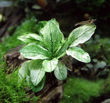 /images/product_images/info_images/plants/anubias-pinto---anubias-pinto_5.jpg