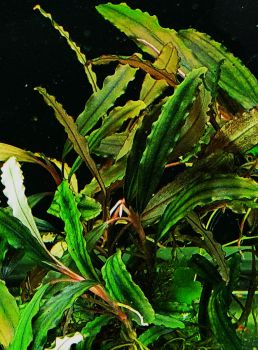 /images/product_images/info_images/plants/bucephalandra-alamanda---bucephalandra-sp-alamanda_4.jpg