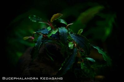 /images/product_images/info_images/plants/bucephalandra-kedagang-na-lave---bucephalandra-kedagang_1.jpg